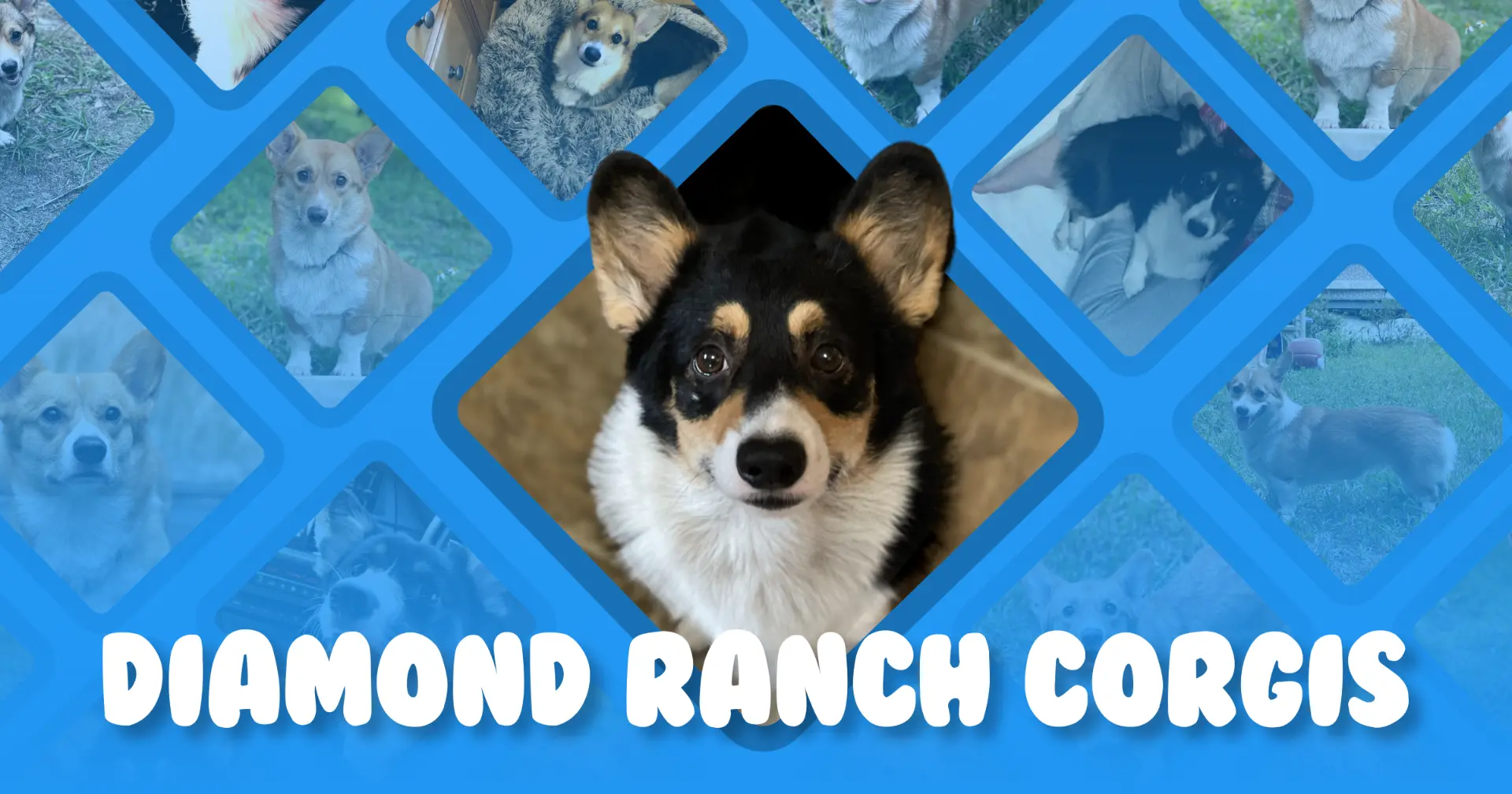 Diamond Ranch Corgis website preview
